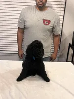 Steven , a male Poodle - Standard  for sale in Helotes, TX – 4 of 5