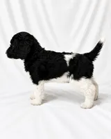 Conrad, a male Poodle - Standard  for sale in Helotes, TX – 2 of 2