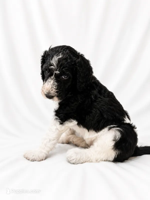 Conrad – Poodle - Standard  puppy for sale in Helotes, TX
