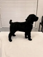 Steven , a male Poodle - Standard  for sale in Helotes, TX – 3 of 5