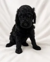 Steven , a male Poodle - Standard  for sale in Helotes, TX – 1 of 1
