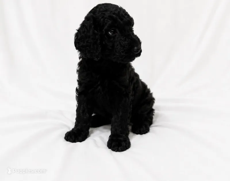 Taylor – Poodle - Standard  puppy for sale in Helotes, TX