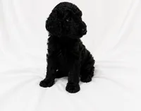 Taylor, a female Poodle - Standard  for sale in Helotes, TX – 1 of 1