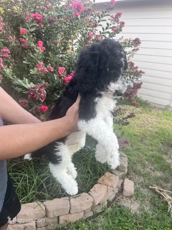 Conrad – Poodle - Standard  puppy for sale in Helotes, TX
