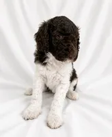 Laurel , a female Poodle - Standard  for sale in Helotes, TX – 1 of 1