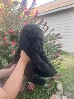 Steven , a male Poodle - Standard  for sale in Helotes, TX – 5 of 5