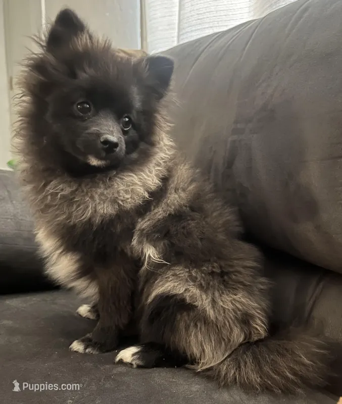 Black & Grey Female – Pomeranian puppy for sale in Tucson, AZ