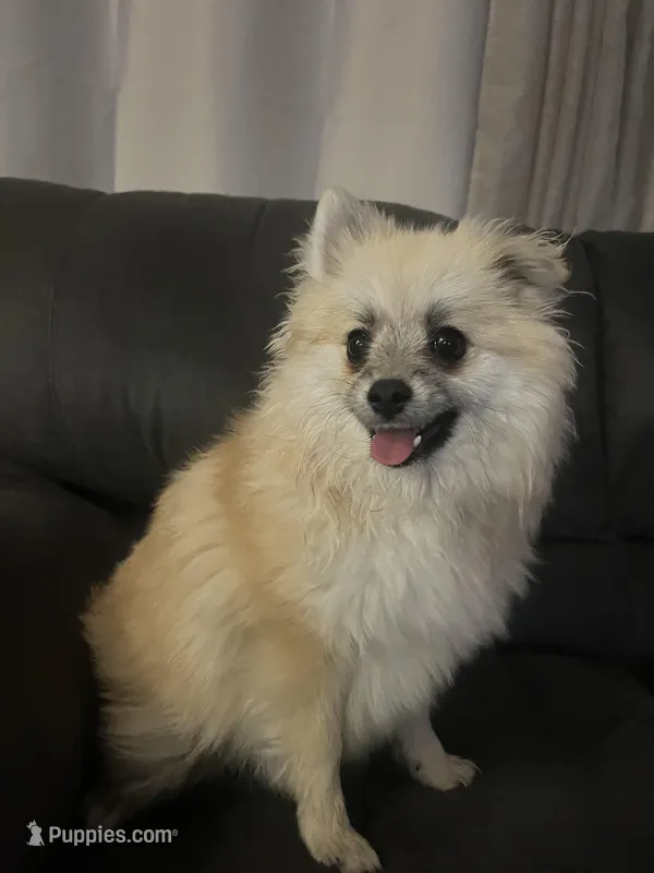Cream Female – Pomeranian puppy for sale in Tucson, AZ