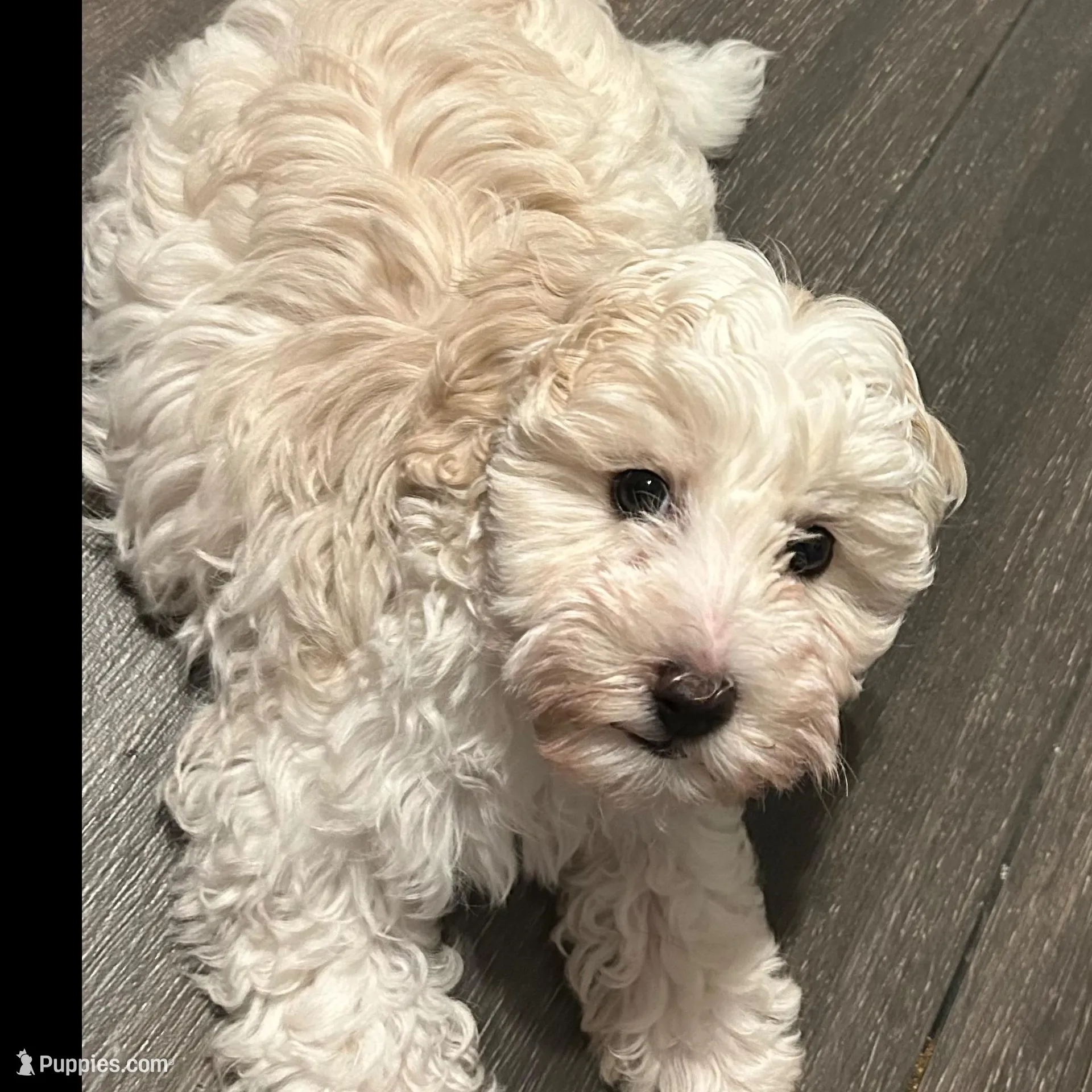 Leo – Maltipoo puppy for sale in Los Angeles, CA