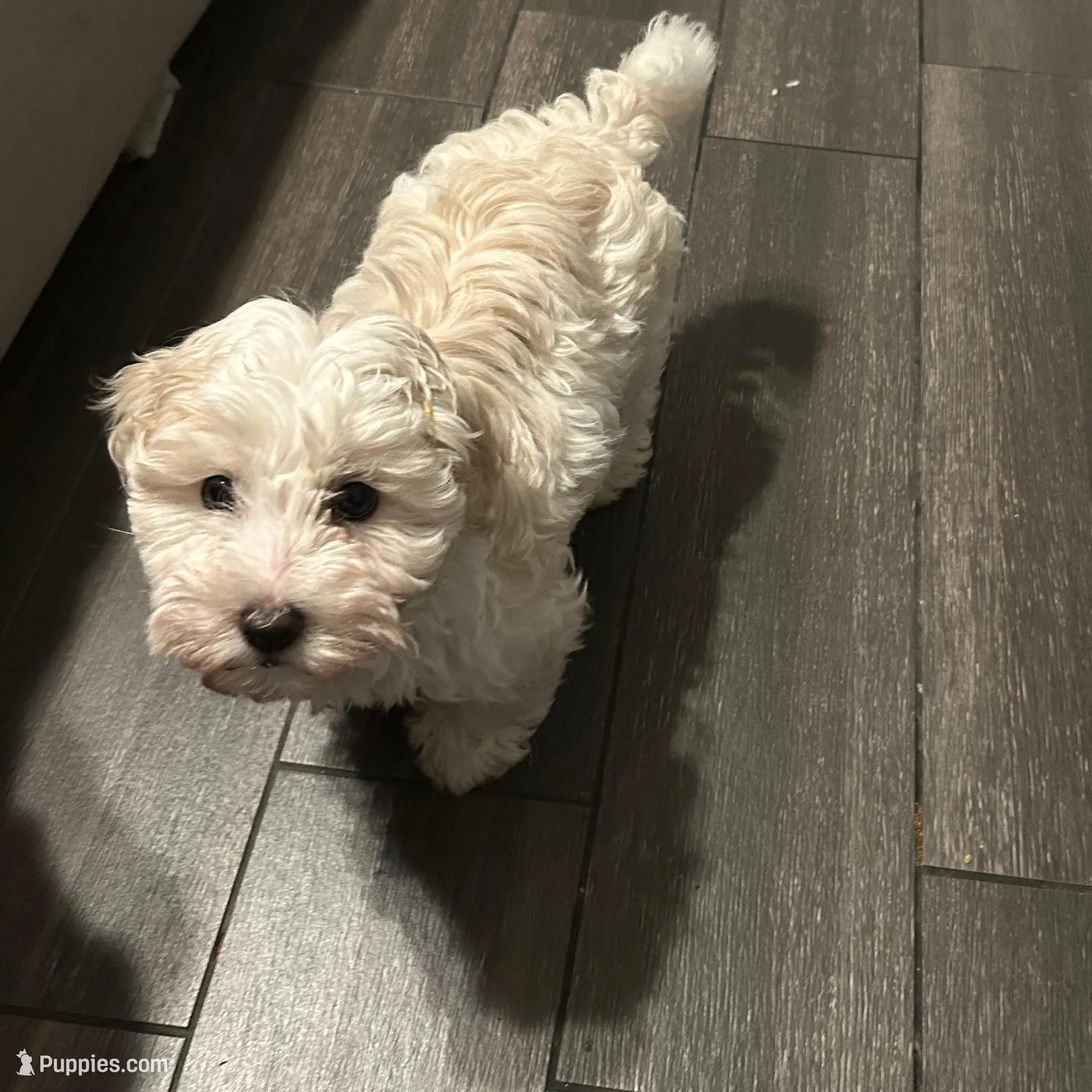 Leo, a male Maltipoo for sale in Los Angeles, CA – Photo 3 of 3