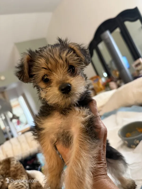 Chanel, a female Yorkipoo for sale in Los Angeles, CA – Photo 1 of 1
