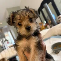 Chanel, a female Yorkipoo for sale in Los Angeles, CA – Photo 1 of 2