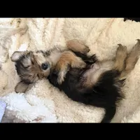 Chanel, a female Yorkipoo for sale in Los Angeles, CA – Photo 2 of 2