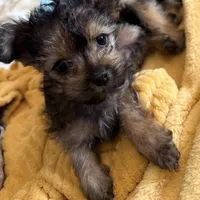 Cookie, a  Yorkipoo for sale in Los Angeles, CA – Photo 3 of 3