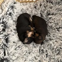 Cookie, a  Yorkipoo for sale in Los Angeles, CA – Photo 2 of 3
