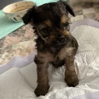 Cookie, a  Yorkipoo for sale in Los Angeles, CA – Photo 1 of 3