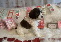 Baby, a female Goldendoodle for sale in Los Angeles, CA – Photo 2 of 2