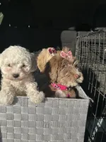 Bella, a female Maltipoo for sale in Los Angeles, CA – Photo 2 of 2