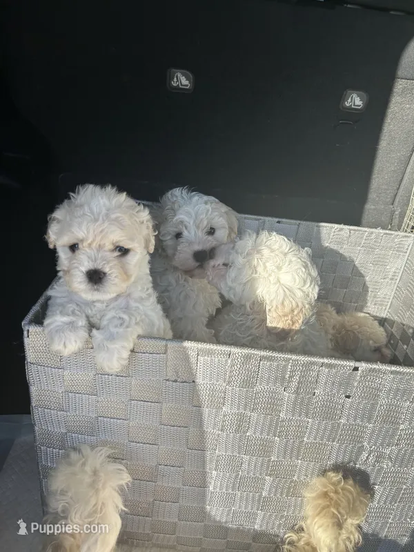 Bella, a female Maltipoo for sale in Los Angeles, CA – Photo 1 of 2