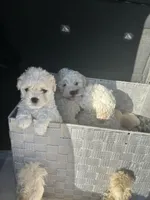 Bella, a female Maltipoo for sale in Los Angeles, CA – Photo 1 of 2