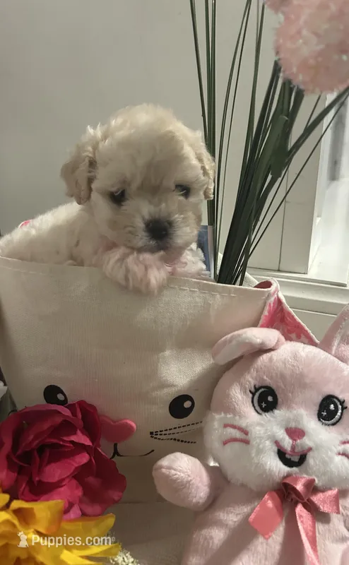 Penelope , a female Maltipoo for sale in Los Angeles, CA – Photo 1 of 3