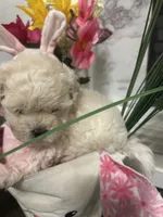 Penelope , a female Maltipoo for sale in Los Angeles, CA – Photo 3 of 3