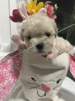 Penelope , a female Maltipoo for sale in Los Angeles, CA – Photo 2 of 3