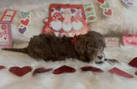 Chanel, a female Goldendoodle for sale in Los Angeles, CA – Photo 2 of 2