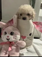 Coco, a female Maltipoo for sale in Los Angeles, CA – Photo 1 of 3