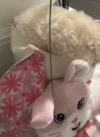 Coco, a female Maltipoo for sale in Los Angeles, CA – Photo 2 of 3