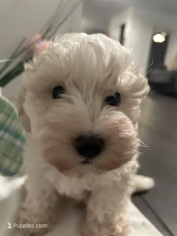 Leo, a male Maltipoo for sale in Los Angeles, CA – Photo 1 of 3