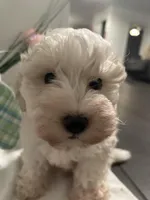 Leo, a male Maltipoo for sale in Los Angeles, CA – Photo 1 of 3