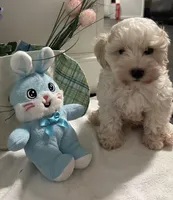 Leo, a male Maltipoo for sale in Los Angeles, CA – Photo 2 of 3