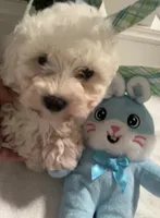 Capri, a male Maltipoo for sale in Los Angeles, CA – Photo 1 of 2