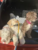 Daisy, a female Goldendoodle for sale in Los Angeles, CA – Photo 2 of 2