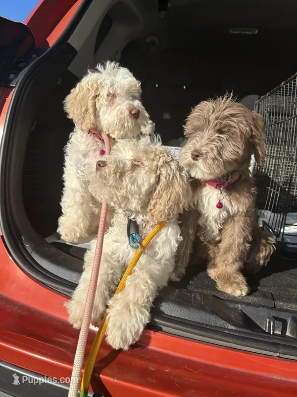Daisy, a female Goldendoodle for sale in Los Angeles, CA – Photo 1 of 2