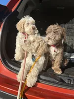 Daisy, a female Goldendoodle for sale in Los Angeles, CA – Photo 1 of 2