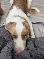 Sebastian , a male Border Collie for sale in Bremerton, WA – 1 of 3