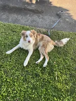 Sebastian , a male Border Collie for sale in Bremerton, WA – 2 of 3