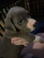 Purple Collar Female, a female Great Dane for sale in Ben Wheeler, TX – Photo 7 of 8