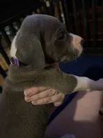 Purple Collar Female, a female Great Dane for sale in Ben Wheeler, TX – Photo 6 of 8