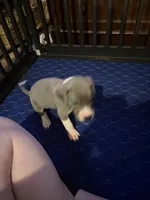 Purple Collar Female, a female Great Dane for sale in Ben Wheeler, TX – Photo 2 of 8