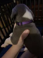 Purple Collar Female, a female Great Dane for sale in Ben Wheeler, TX – Photo 8 of 8