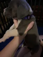 Purple Collar Female, a female Great Dane for sale in Ben Wheeler, TX – Photo 3 of 8