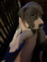 Purple Collar Female, a female Great Dane for sale in Ben Wheeler, TX – Photo 5 of 8