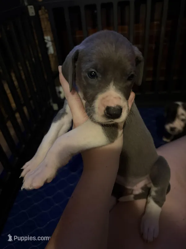 Purple Collar Female – Great Dane puppy for sale in Ben Wheeler, TX