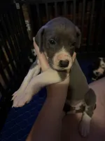 Purple Collar Female, a female Great Dane for sale in Ben Wheeler, TX – Photo 1 of 8