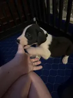 Yellow Collar Female, a female Great Dane for sale in Ben Wheeler, TX – Photo 3 of 5