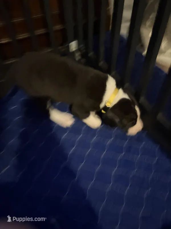 Yellow Collar Female – Great Dane puppy for sale in Ben Wheeler, TX