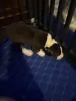 Yellow Collar Female, a female Great Dane for sale in Ben Wheeler, TX – Photo 1 of 5